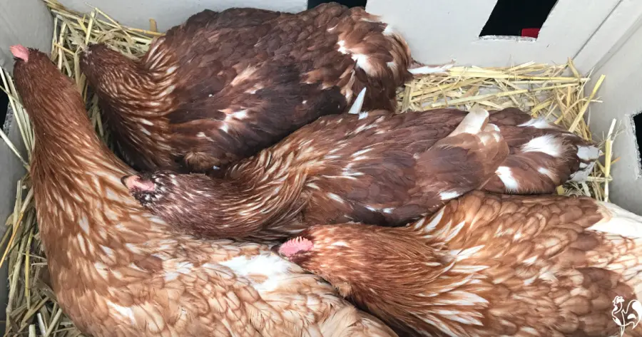 Four point of lay hens lying on straw in a box.