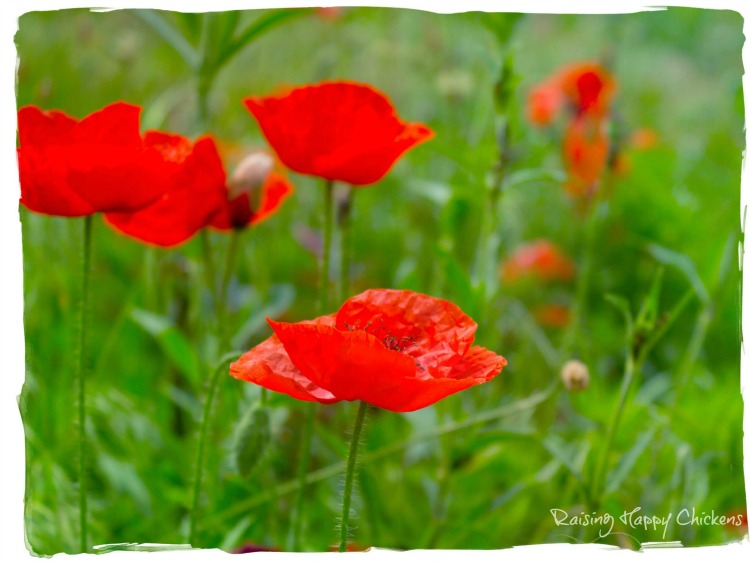 poppies in a field