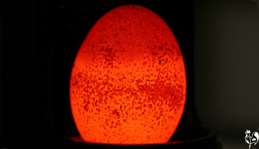 A porous chicken egg under a candling lamp.