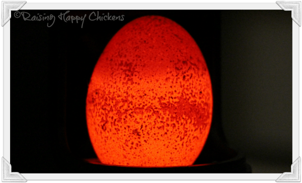 choosing hatching eggs give your chicks the best start in red wings christmas ornaments