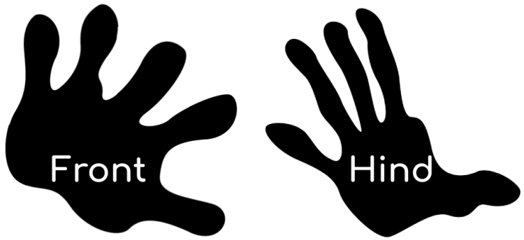 The front and hind tracks of the Opossum. Possum tracks, front and hind.