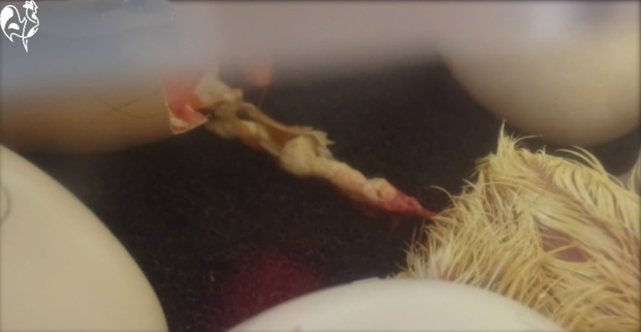 A chick's umbilical cord which falls off post hatch.