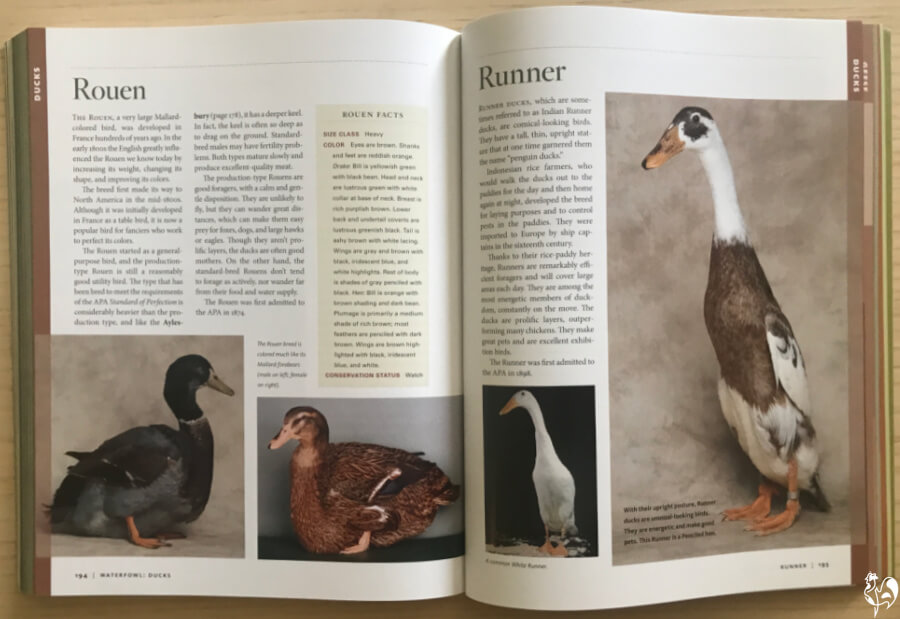 Storey's Guide - the ducks section.