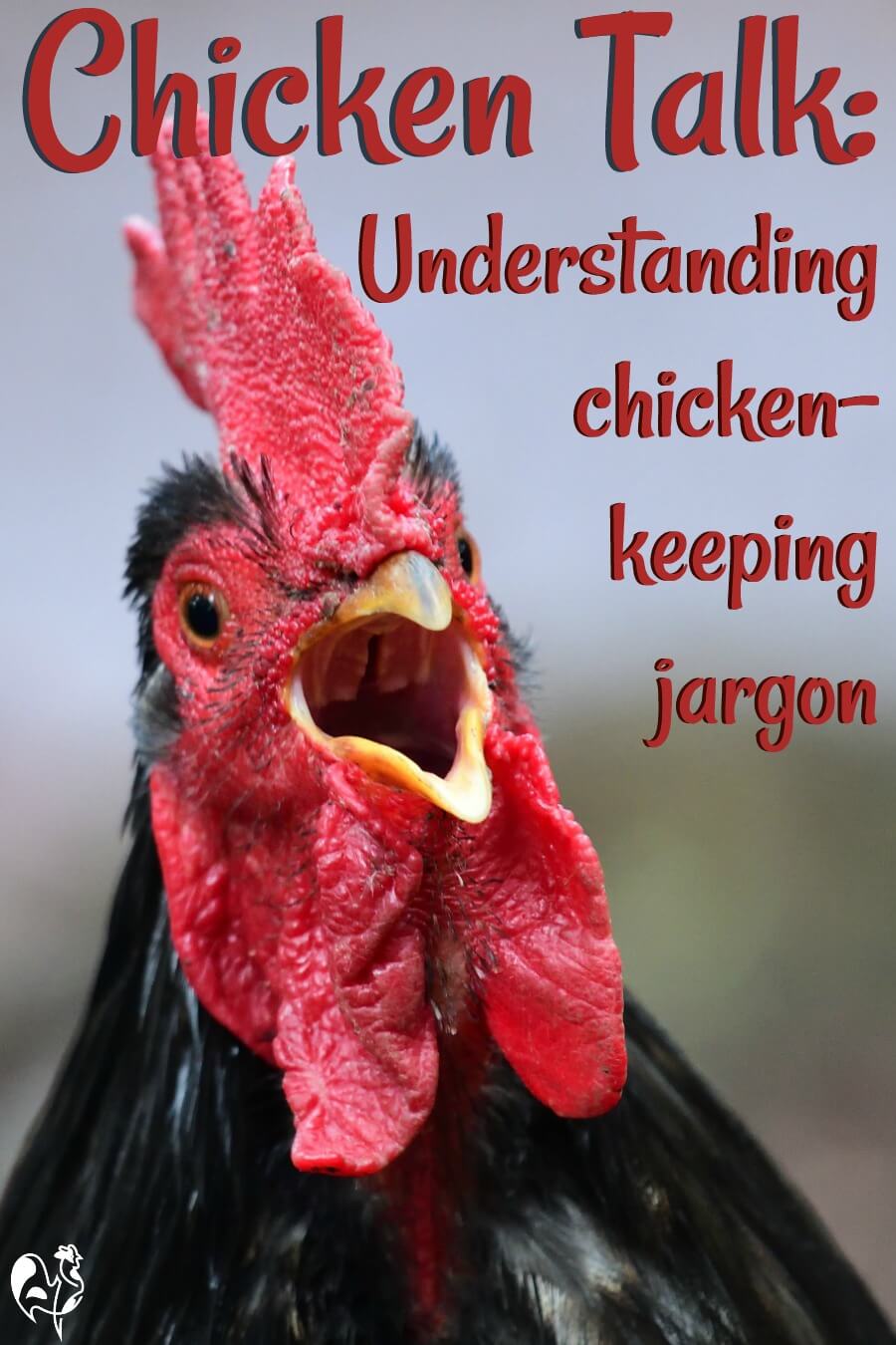 Chickens and hens your guide to talking poultry.