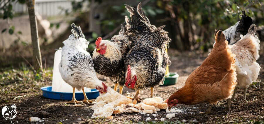 Chickens eating bread.