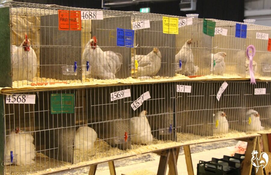 Birds on display at the UK's National Poultry Show.