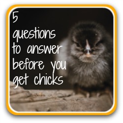 Getting chicks? Ask yourself these questions first. Link.