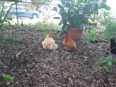 Aurora with her bestie Jemmie