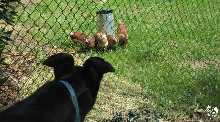 Our greyhound staring through the chain link fence at the chickens.