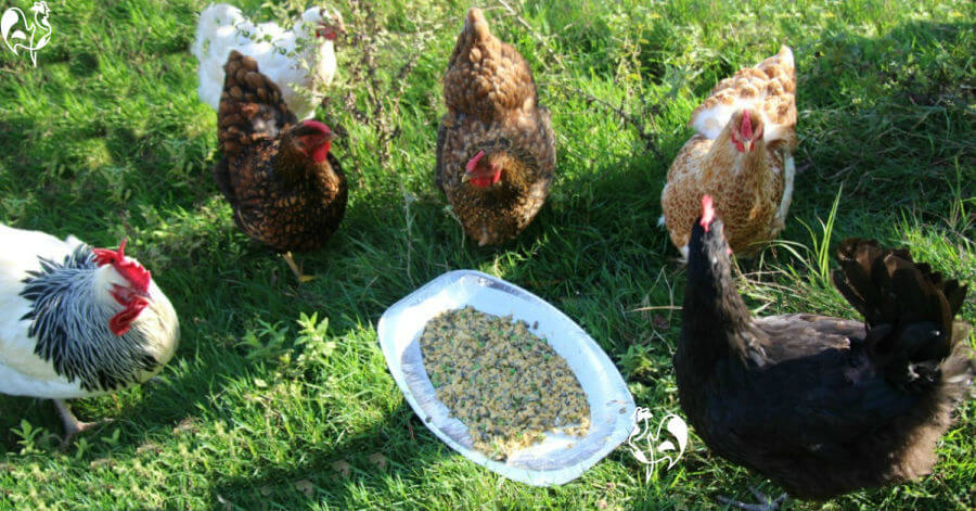 6 of my hens rushing to get to their  platter treat.