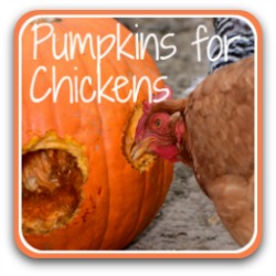 Why, when and how to provide for pumpkins to your chickens. Pumpkins for chickens - link.