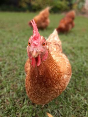 Inquisitive Qwak checking out the camera. 