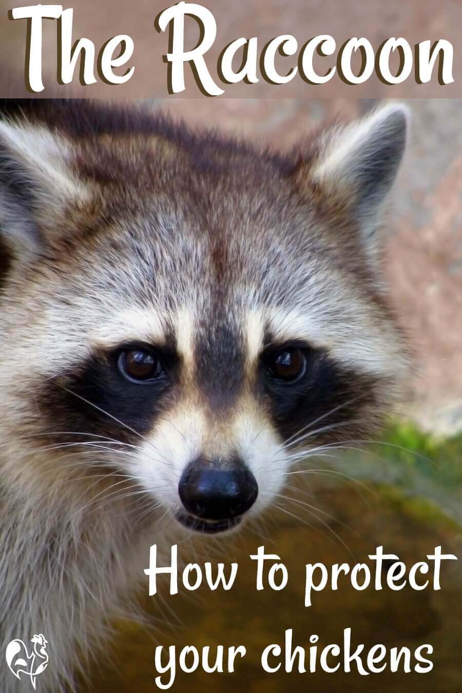 Raccoon facts: 14 tips to protect your chickens from attack.