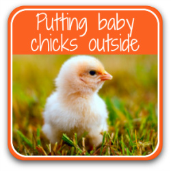 When can baby chicks go outside? Click to go to article.