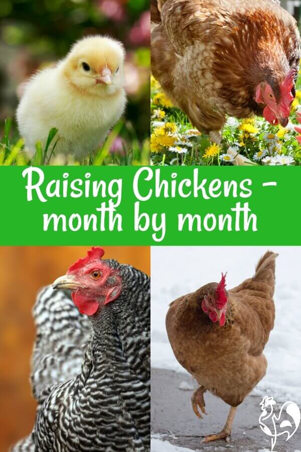 Raising Chickens Through The Seasons