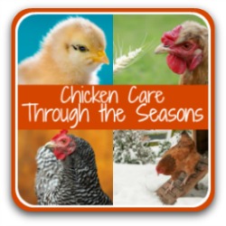 Raising chickens - month by month tasks - link.