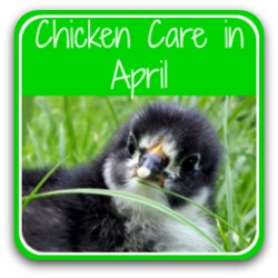 Chicken care in April - link.