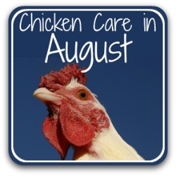 Raising chickens in August: 20 tips for a healthy flock. Link.