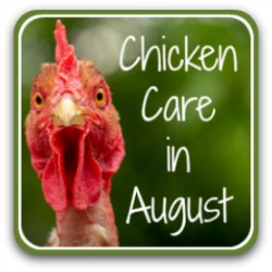 Raising chickens in August: 20 tips for a healthy flock. Link.