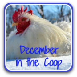 Tasks around the coop for the month of December - link.