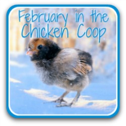 Taking care of your flock in February - 20 to-dos to keep your chickens healthy.