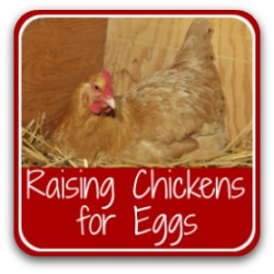  Élever des poulets pour les œufs - lien.