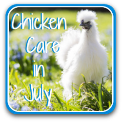 Chicken care in July - link.