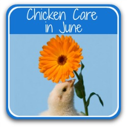 Caring for chickens in June - link.