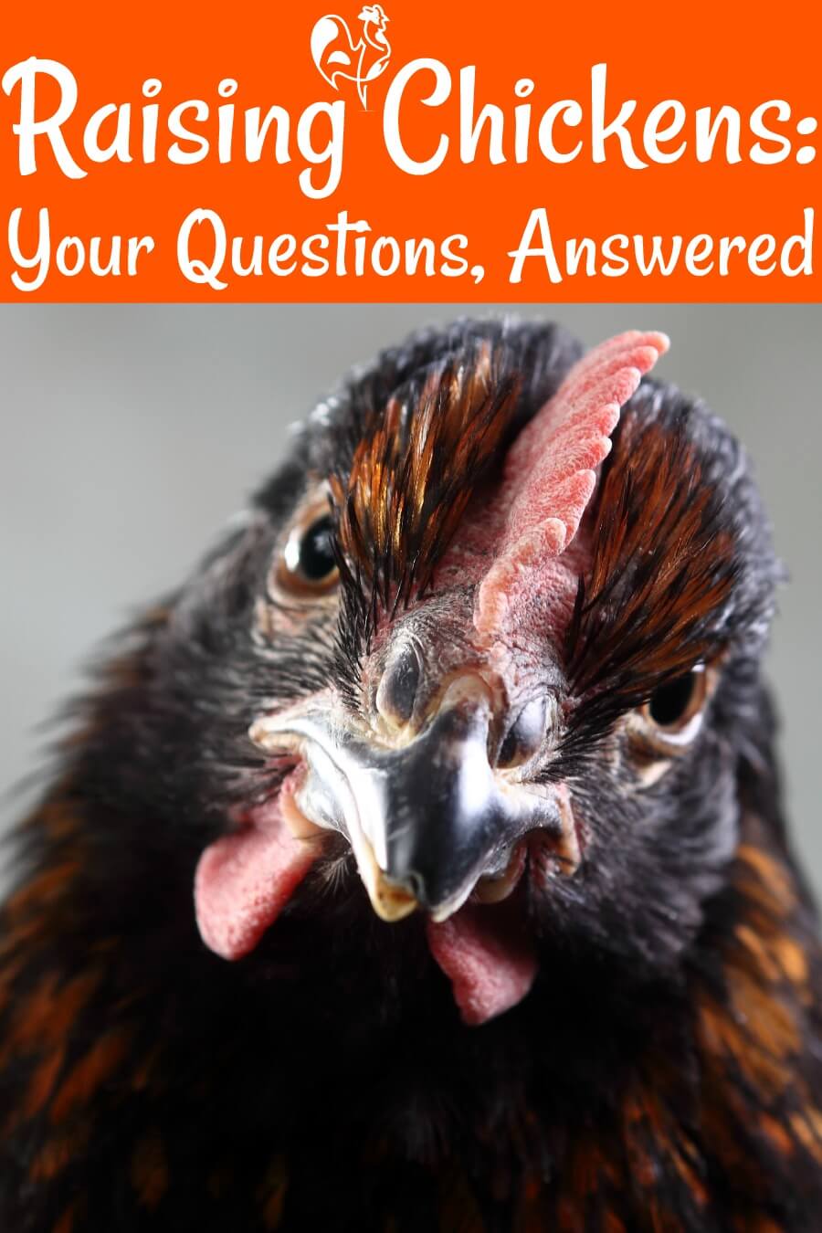 Raising Chickens In Your Back Yard Your Questions Answered