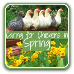 Raising chickens in the Spring - link.