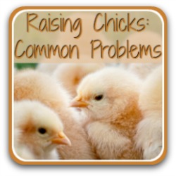 Raising chicks: common problems and solutions. Link.