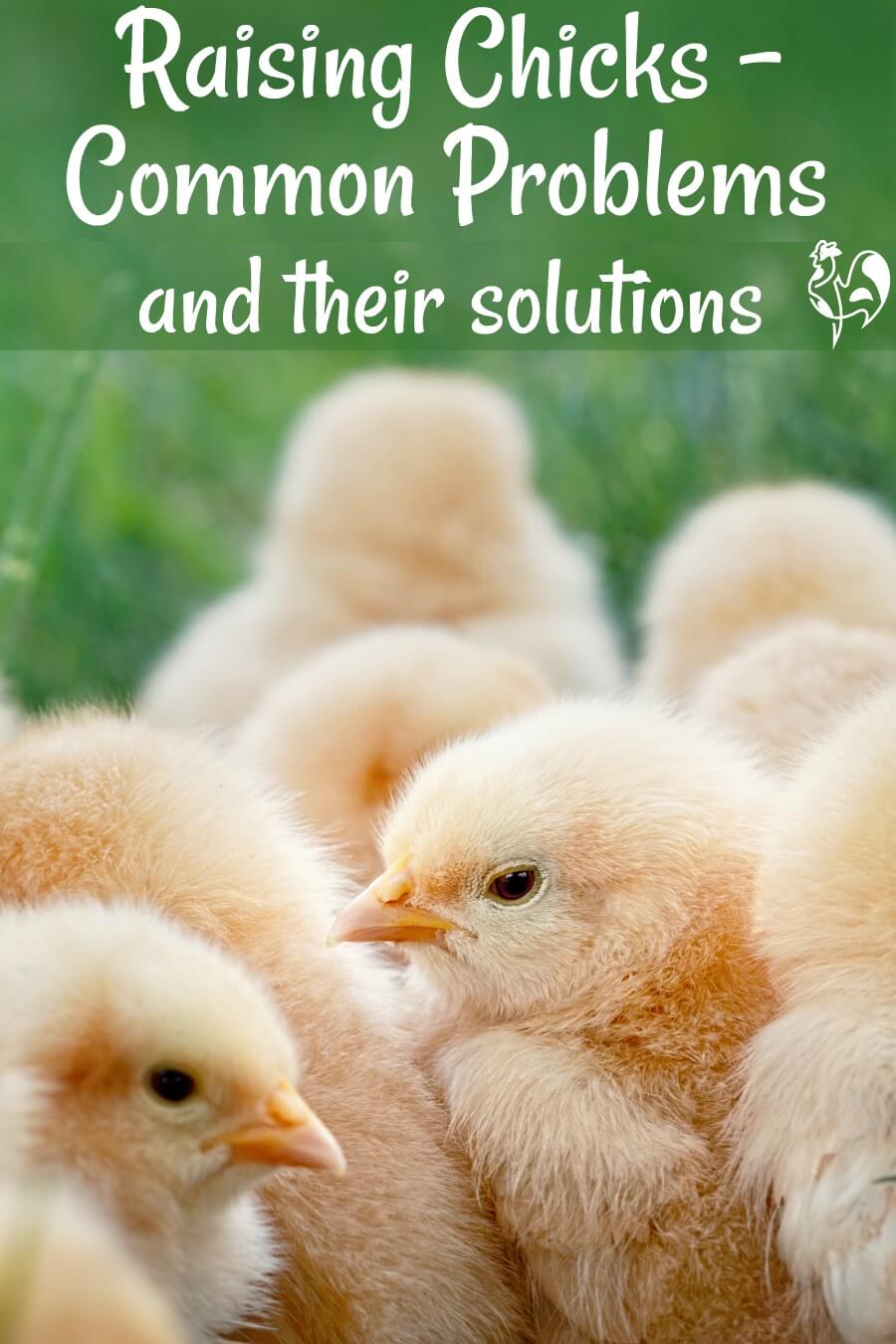 Raising chicks problems and solutions.