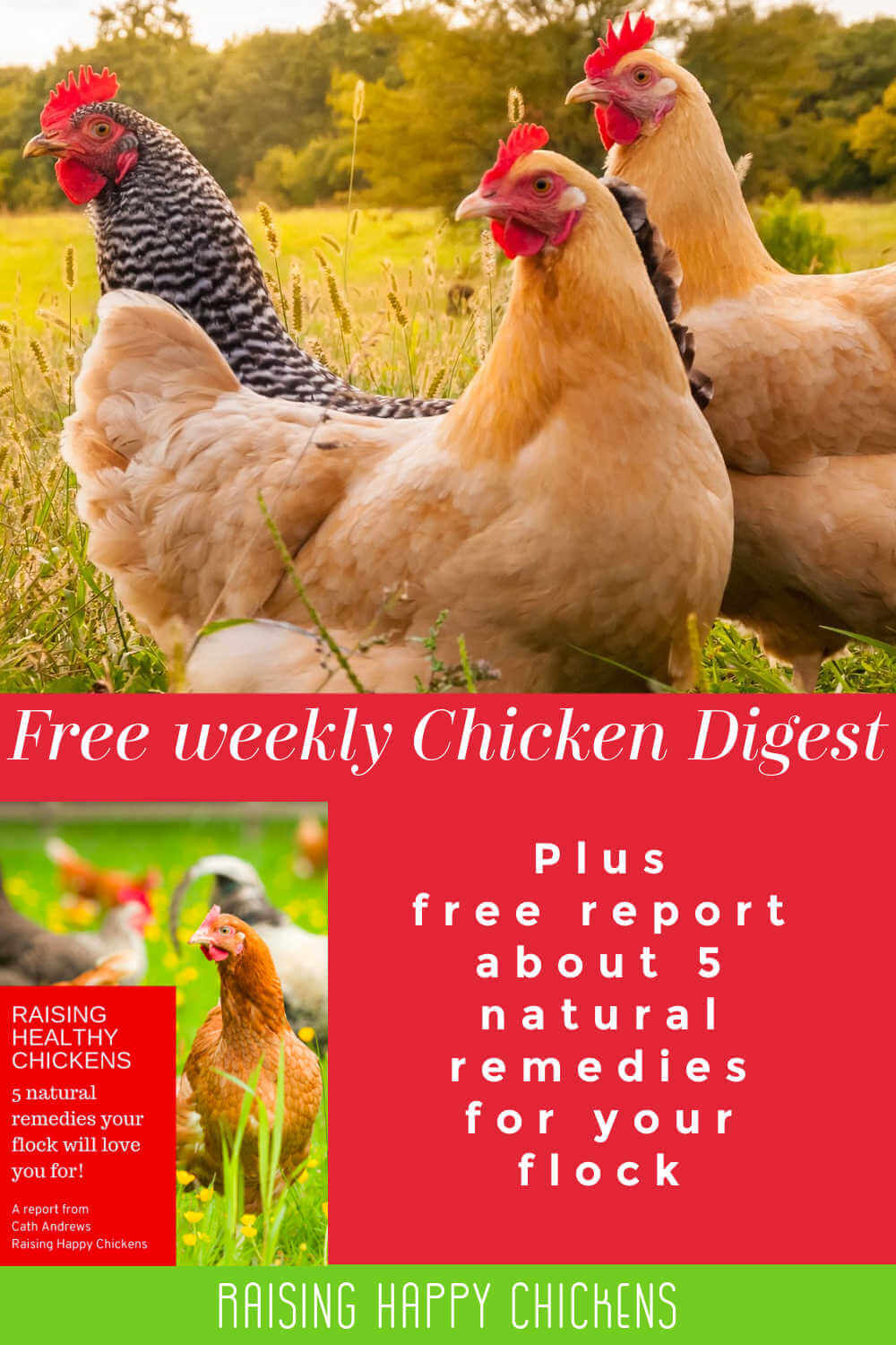 Find out about by weekly "Chicken Digest"  plus free report. Pin for later.