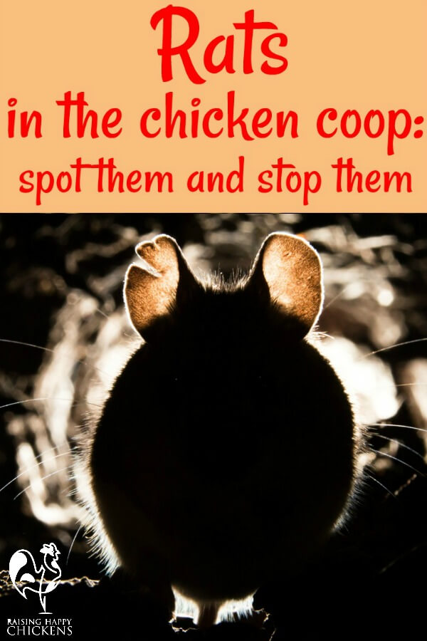 How To Get Rid Of Rats From Your Chicken Coop
