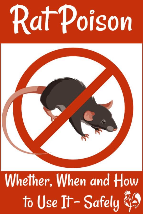 Where do Rats go to Die? – Rat Poison Facts