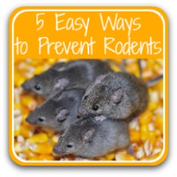 5 easy ways to prevent a rodent infestation - link.