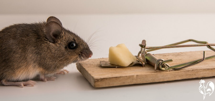 Getting rid of rats from your chicken coop forever: a 