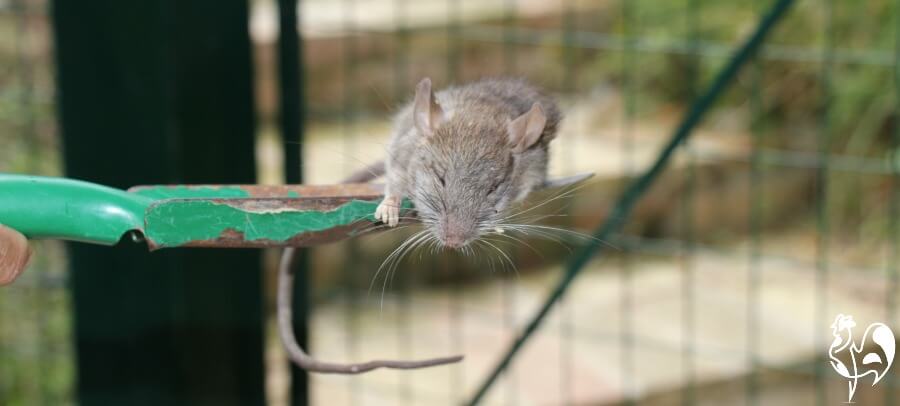 Un rat brun commun que j'ai trouvé dans ma mangeoire.