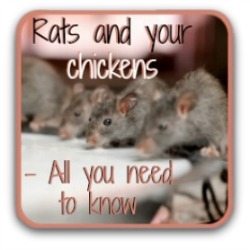 Rat droppings and backyard chickens : critical things you 