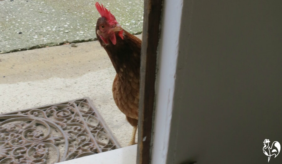 Red Star chicken by door.