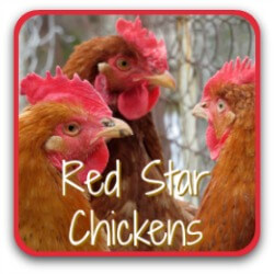 Red Star chickens: excellent layers of light brown eggs.