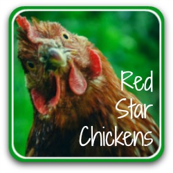 Red Star chickens - link.