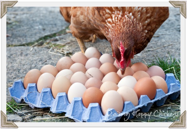 chicken eggs production