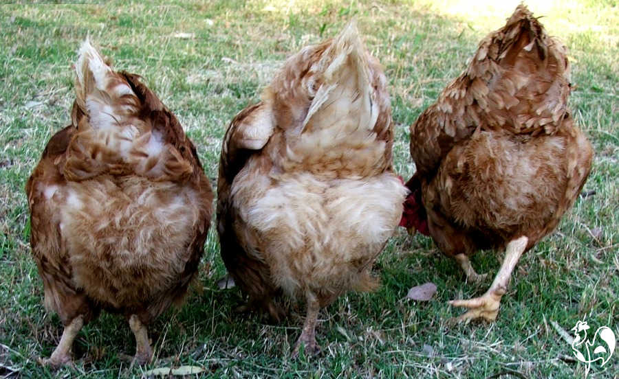 Three red sex linked chickens in a mix of browns ranging from deep mahogany to cream.