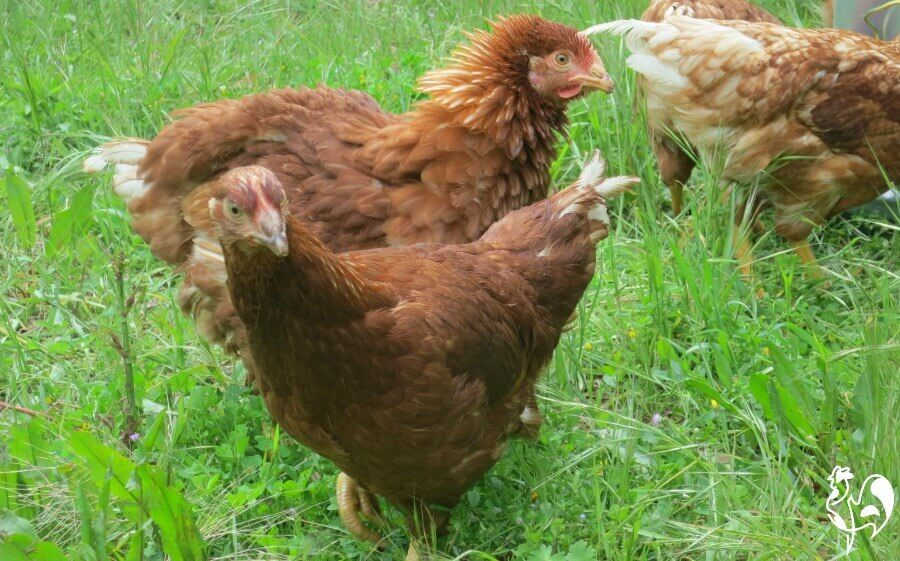 Red Star chickens: designer birds or mutts of the poultry world?