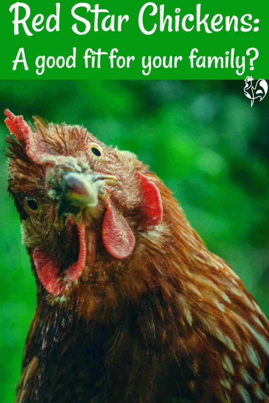 red star chickens designer birds or the mutts of the poultry world are dominique chickens good flyers