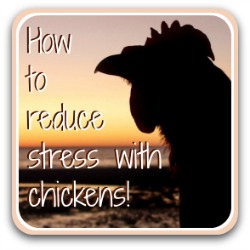 How to reduce stress, the chicken way! Link.
