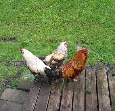 Dewey, Lewey and Hewey