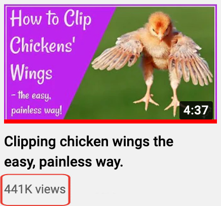 Clipping chickens wings video - popular on YouTube. My YouTube video showing over 441,000 views.