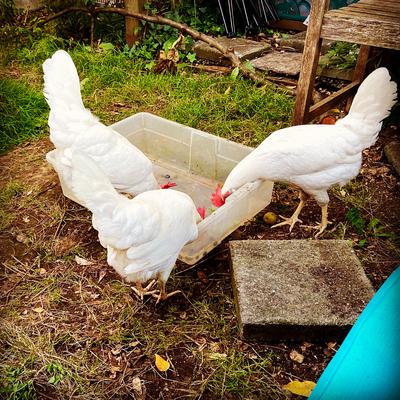 Chrissie and her friends bobbing for blueberries 